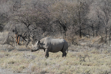 Namibian Wildlife