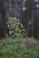 close-up of a flower in late autumn forest