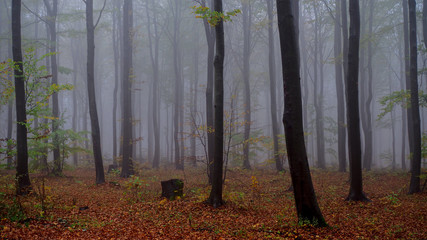 Mgła w jesiennym lesie - obrazy, fototapety, plakaty