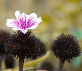 flower blooming at the end of autumn
