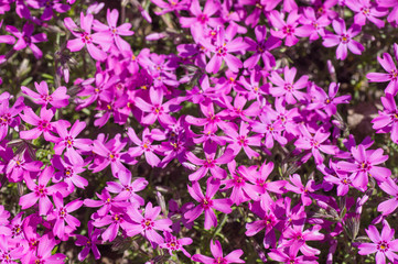 blooming phlox, many flowers
