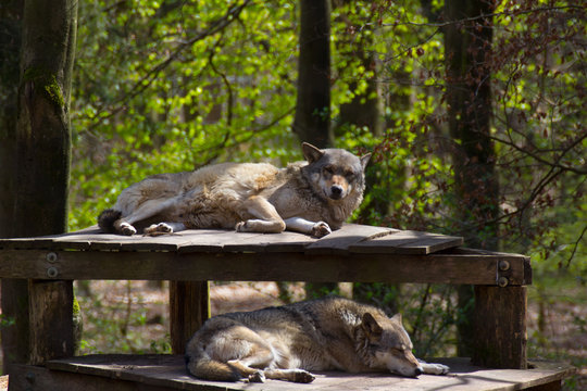 wolves