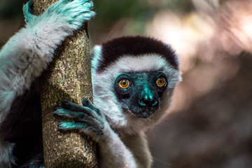 Wild sifaka lemur, (Verreaux sifaka), portrait, endemic,rare,andangered, Madagascar.  - obrazy, fototapety, plakaty