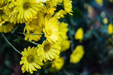 yellow flowers blooming in autumn