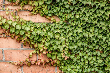 ivy on brick wall