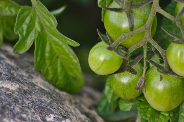 Wilde grüne Tomaten im Herbst
