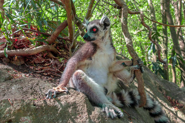 Ring Tailed Lemur  kata ,Portrait,Close up Ring-tailed lemur, Madagascar