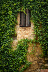 Fototapeta na wymiar Old window with a wall full of vines. Typical wall of the old European houses.