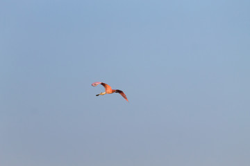 Roseate spoonbill close up from Pantanal, Brazil