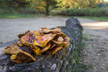 Obraz premium Mushrooms grow on a tree trunk