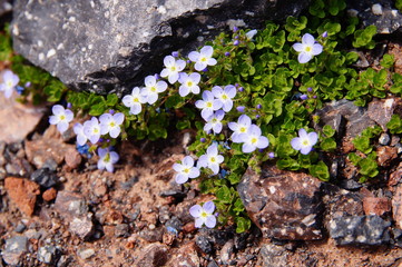 Fototapeta premium MounMountain, blue flowers, closeup. In natural conditions.tain, blue flowers, closeup. In natural conditions.