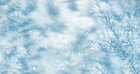 Winter bright background with snowy pine branches