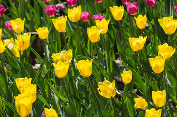 group of beautiful tulips