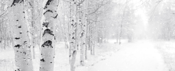 Winterlandschaft mit verschneiten Birken im Park