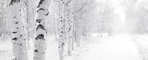  Winterlandschap met besneeuwde berkenbomen in het park © Leonid Ikan