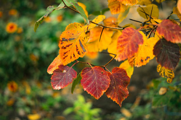 Fototapeta na wymiar beautiful leaves in autumn colors