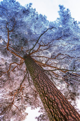 Snowy, frozen and fluffy pine tree. Bottom view. Toned