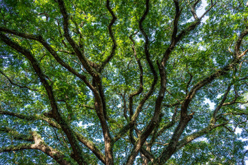 Branch of the big Tree