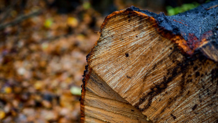 Fragment ściętego drzewa w leśnej scenerii © PhotoHunter