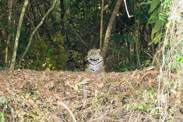 Jaguar from Pantanal, Brazil