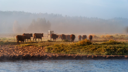 Krowy nad Narwią © podlaski49