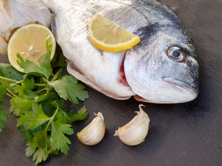 Sparus aurata (Gilt-head bream) on black background with garlic and parsley