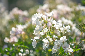 White flower blooming.