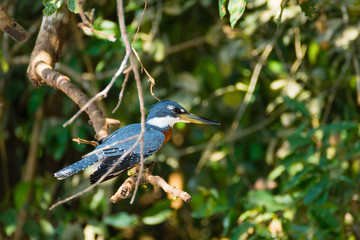 Ringed kingfisher on the nature in Pantanal, Brazil