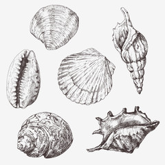 Hand drawn vector illustrations - collection of seashells. Marine set.