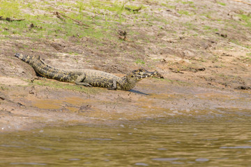 caiman which heats up in the morning sun.