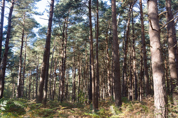 Obraz premium Forest View