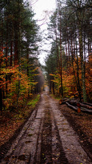 Mieszany las jesienią - obrazy, fototapety, plakaty