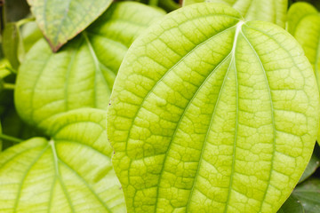 green tropical leaves