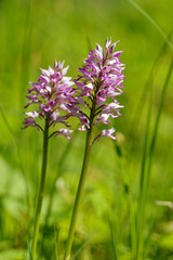 Helm-Knabenkraut, Orchis militaris