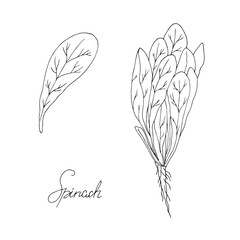 Set of herbs. Spinach. Hand drawn. Vector illustration