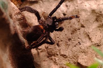 Tarantula in a terrarium with orange markings