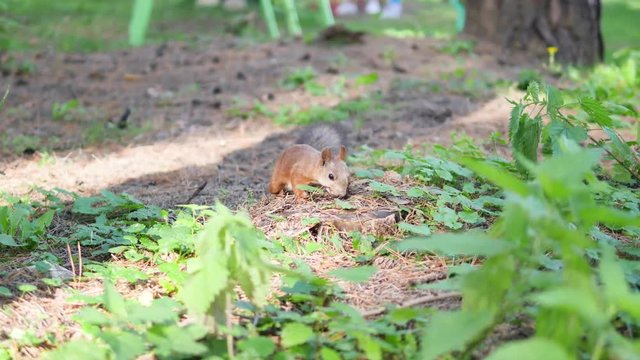 Squirrel red fur autumn forest on background wild nature animal thematic.