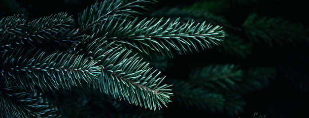 Christmas  Background with beautiful green pine tree brunch close up. Copy space.. - Powered by Adobe