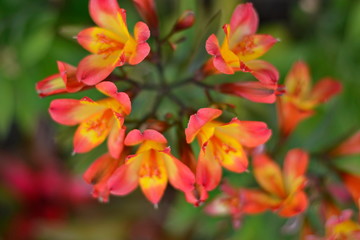 Flower from North East of India