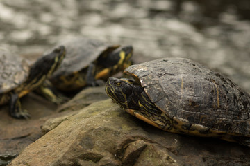 turtle on stone