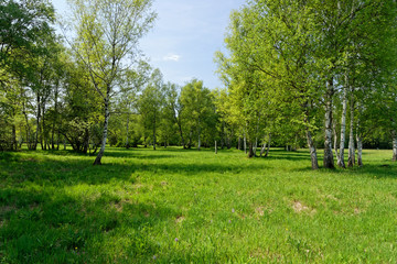 Naturschutzgebiet Ried bei Grettstadt, Landkreis Schweinfurt, Unterfranken, Bayern, Deutschland