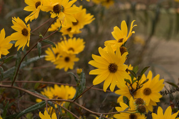 field of yellow flowers