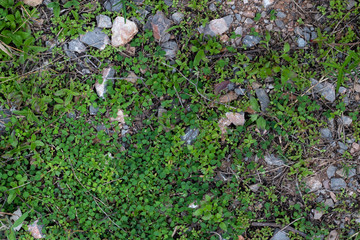 earth floor , grass soil and rock in tropical fertile forest