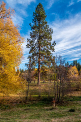 Autumn scenery at Finch Arboretum, Spokane, Washington, USA