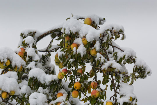 Äpfel nach Schneefall und Wintereinbruch auf der Schwäbischen Alb