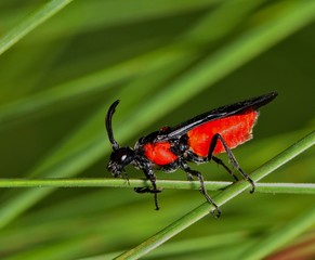 A red and black Braconid wasp (Agathidinae) active in a clump of pine needles. These are parasitic wasps that lay their eggs on caterpillars for their young to feed on.