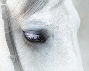 Closeup eye of a white horse with eyelashes on a white background with mane harnesses