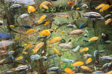 Fototapeta na wymiar Beautiful aquarium fish floating in water against the background of stones and seaweed