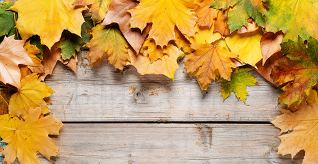 Naklejka na ściany i meble Autumn background. Maple varicolored autumn leaves on the wooden background with free space for text.