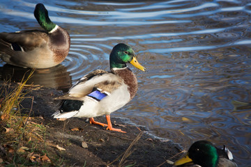 Duck with a green head stands on a stone